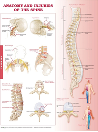 Anatomy & Injuries of Spine Anatomical Chart -Laminated