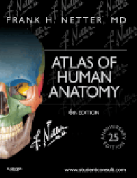 Atlas of Human Anatomy, 6th ed.