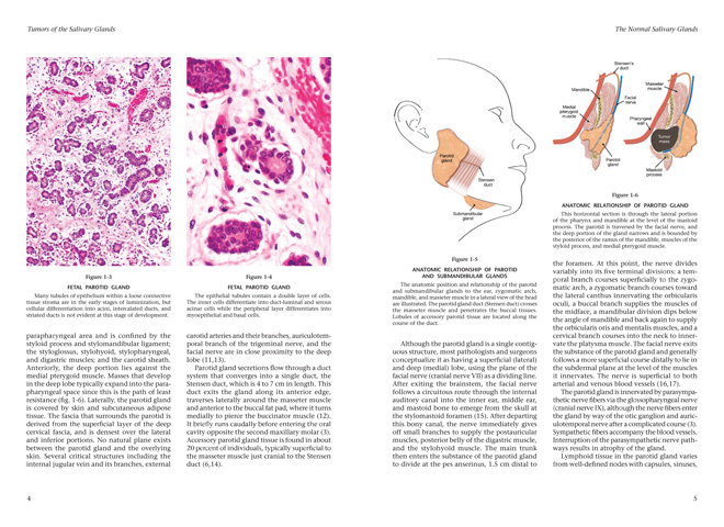 Fascicle 5 唾液腺腫瘍