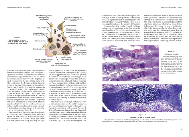 Fascicle 8 骨と関節