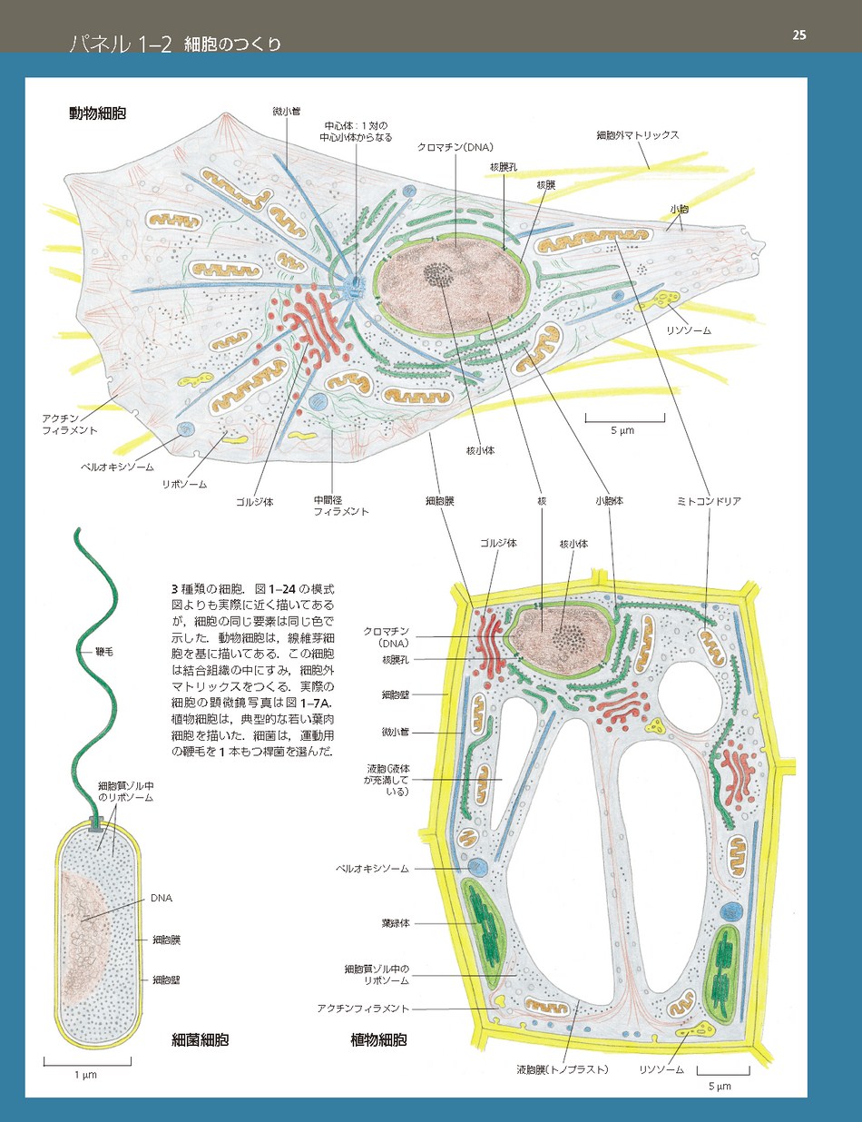 細胞生物学 - Cell biology - JapaneseClass.jp