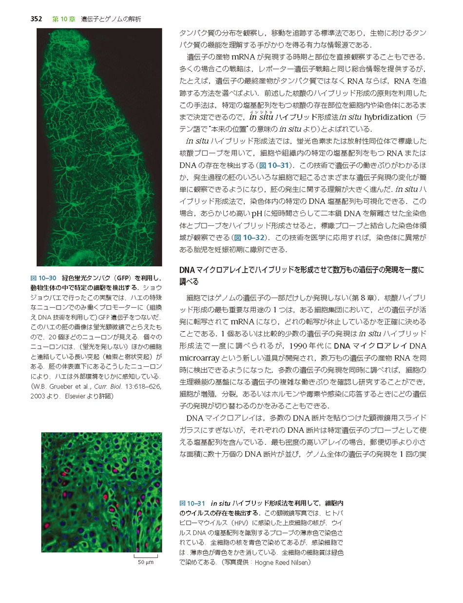 Essential細胞生物学