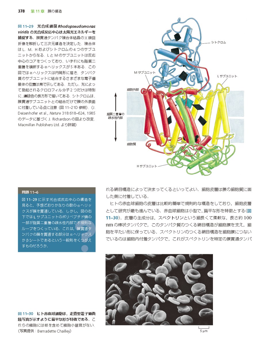 Ｅｓｓｅｎｔｉａｌ細胞生物学 原書第３版