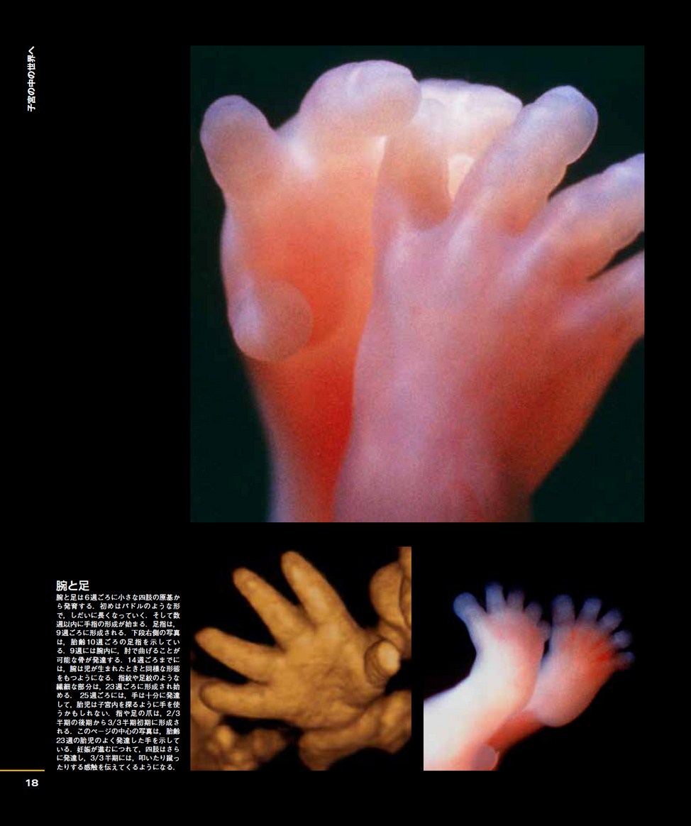 みえる生命誕生 : 受胎・妊娠・出産 みえる生命誕生: 受胎・妊娠・出産 | 池ノ上 克, 前原 澄子 |本